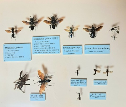 PLUTO 가위벌. 가루다벌전시