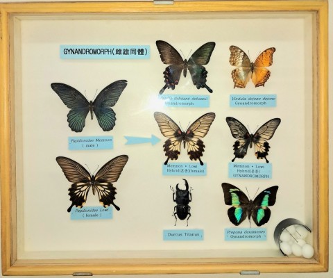 자웅모자이크